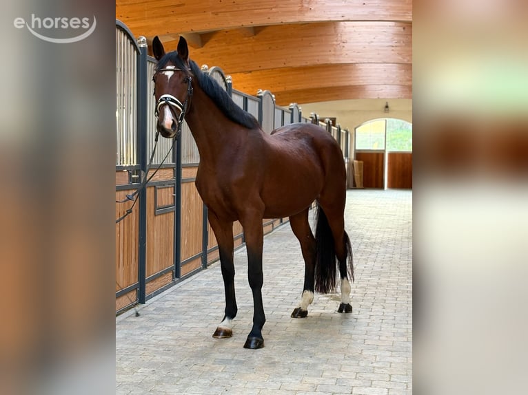 Cheval de sport allemand Jument 3 Ans 167 cm Bai in Westerheim