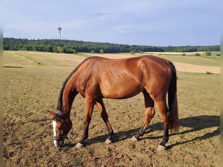 Cheval de sport allemand Jument 3 Ans 167 cm Bai in Amerdingen