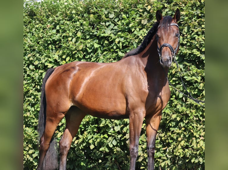 Cheval de sport allemand Jument 3 Ans 167 cm Bai in Ebermannsdorf