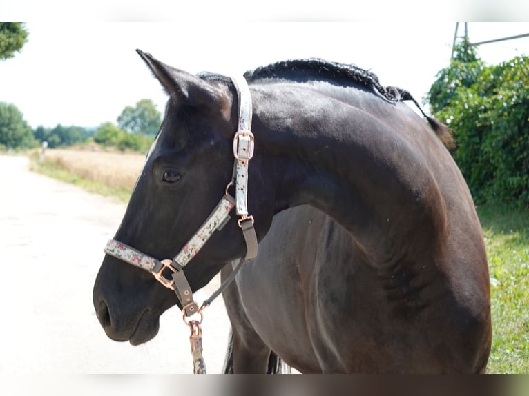 Cheval de sport allemand Jument 3 Ans 167 cm Noir in Langenau
