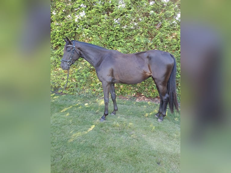 Cheval de sport allemand Jument 3 Ans 167 cm Noir in Heideblick  OT Bornsdorf