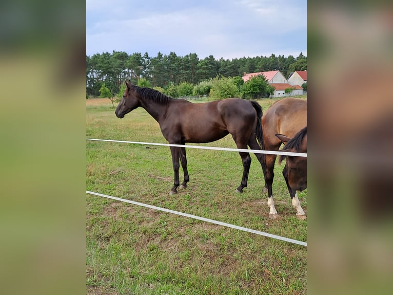 Cheval de sport allemand Jument 3 Ans 167 cm Noir in Heideblick  OT Bornsdorf