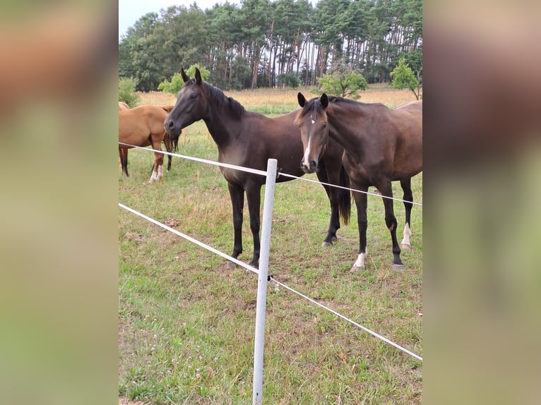 Cheval de sport allemand Jument 3 Ans 167 cm Noir in Heideblick  OT Bornsdorf