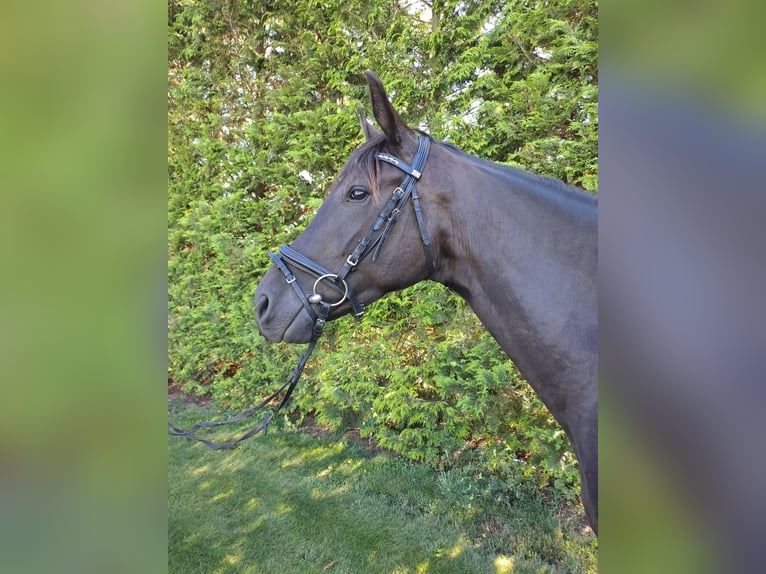 Cheval de sport allemand Jument 3 Ans 167 cm Noir in Heideblick  OT Bornsdorf