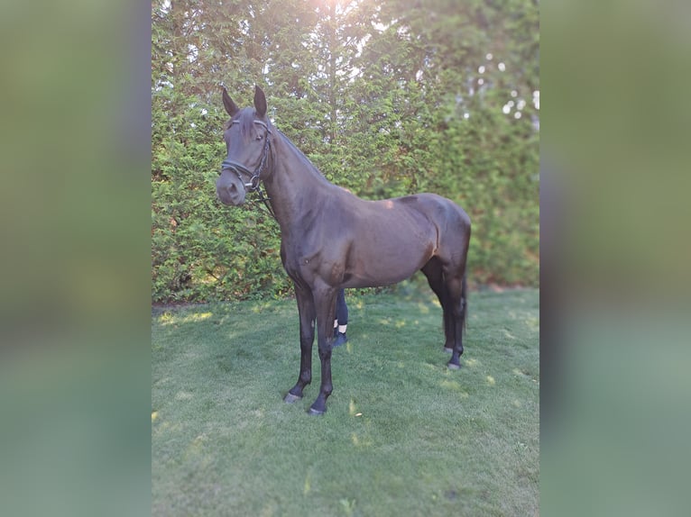 Cheval de sport allemand Jument 3 Ans 167 cm Noir in Heideblick  OT Bornsdorf