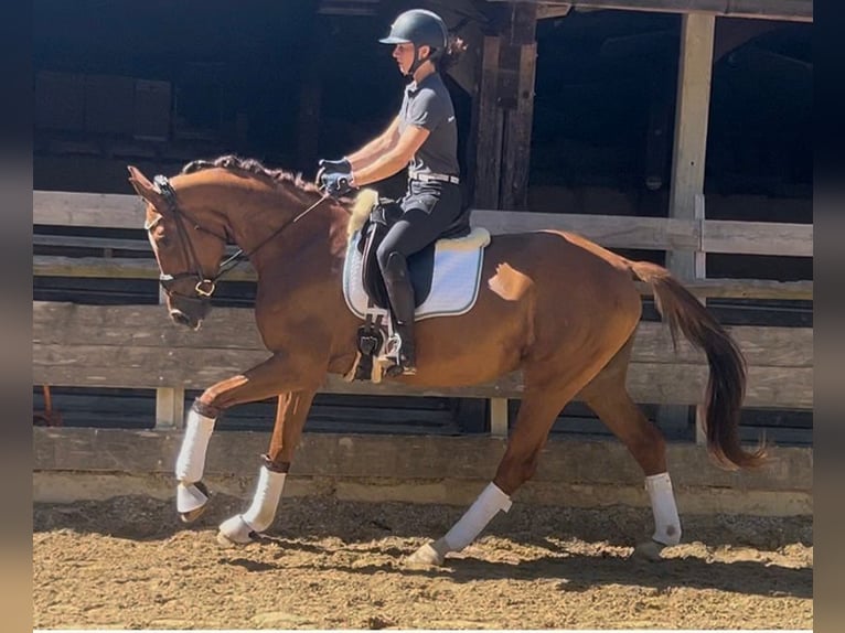 Cheval de sport allemand Jument 3 Ans 168 cm Alezan brûlé in Weilheim