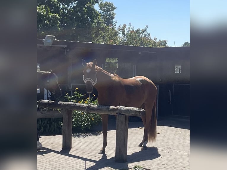 Cheval de sport allemand Jument 3 Ans 168 cm Alezan in L&#xF6;wenberger Land