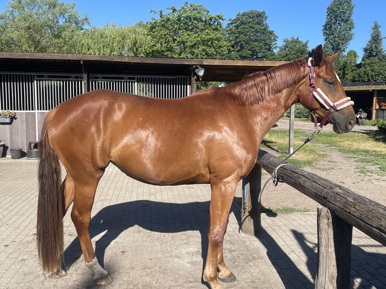 Cheval de sport allemand Jument 3 Ans 168 cm Alezan in L&#xF6;wenberger Land
