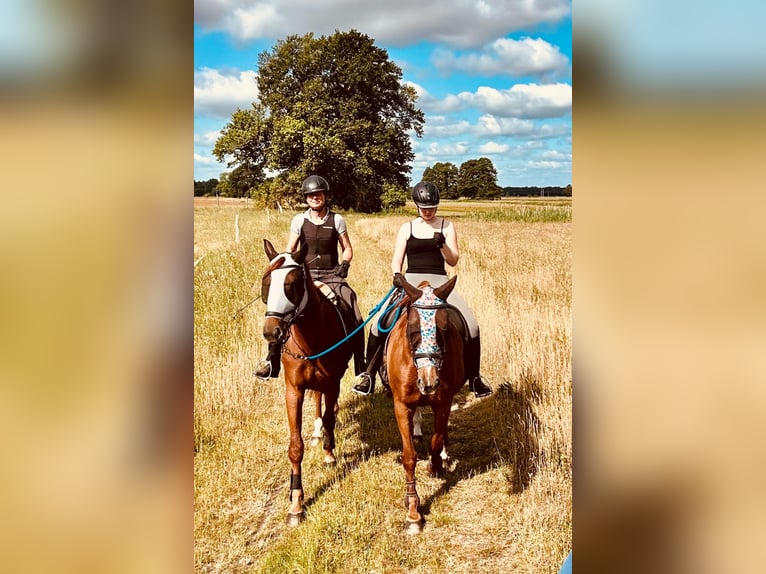 Cheval de sport allemand Jument 3 Ans 168 cm Alezan in L&#xF6;wenberger Land