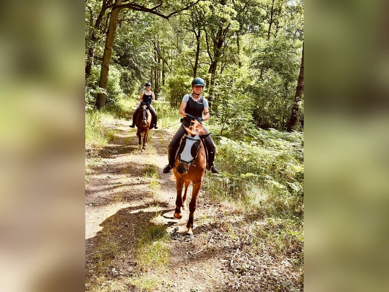 Cheval de sport allemand Jument 3 Ans 168 cm Alezan in L&#xF6;wenberger Land