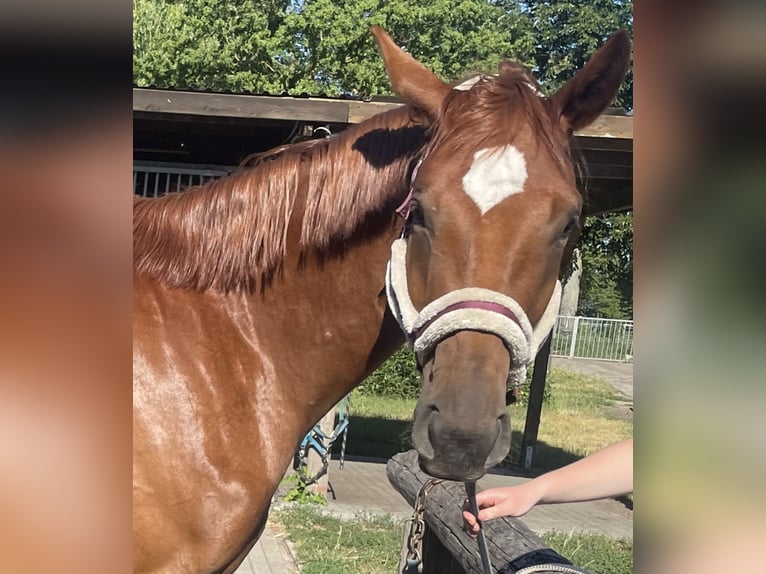 Cheval de sport allemand Jument 3 Ans 168 cm Alezan in L&#xF6;wenberger Land