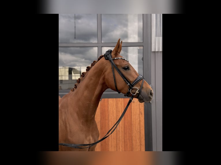 Cheval de sport allemand Jument 3 Ans 168 cm Alezan in Tamm