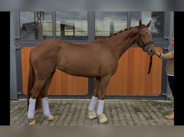 Cheval de sport allemand Jument 3 Ans 168 cm Alezan in Tamm