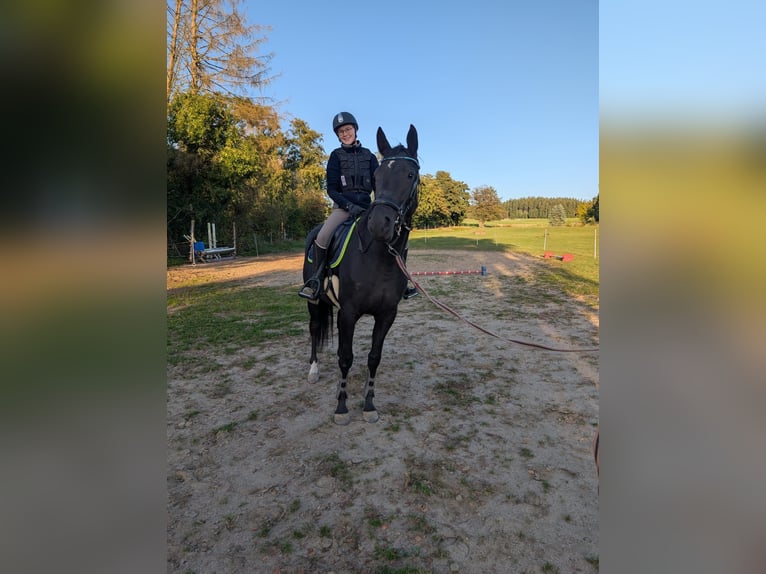 Cheval de sport allemand Jument 3 Ans 168 cm Bai brun foncé in Tanna