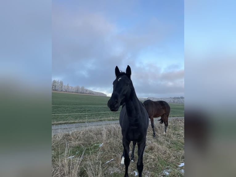 Cheval de sport allemand Jument 3 Ans 168 cm Bai brun foncé in Tanna