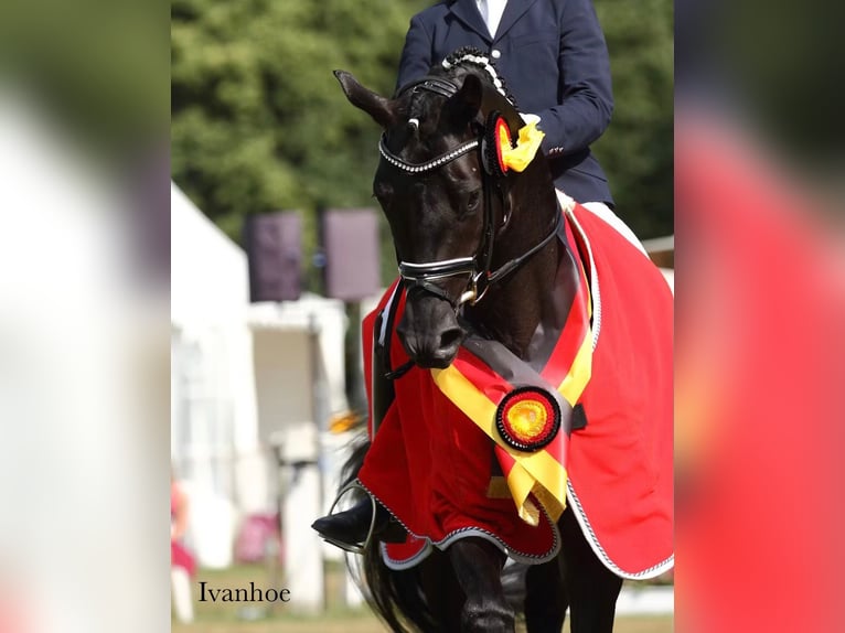 Cheval de sport allemand Jument 3 Ans 168 cm Bai brun foncé in Tanna