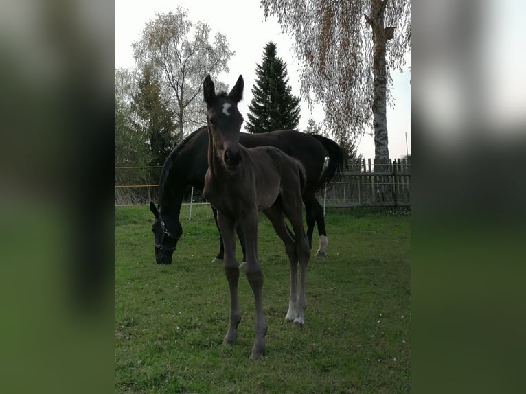 Cheval de sport allemand Jument 3 Ans 168 cm Bai brun foncé in Tanna