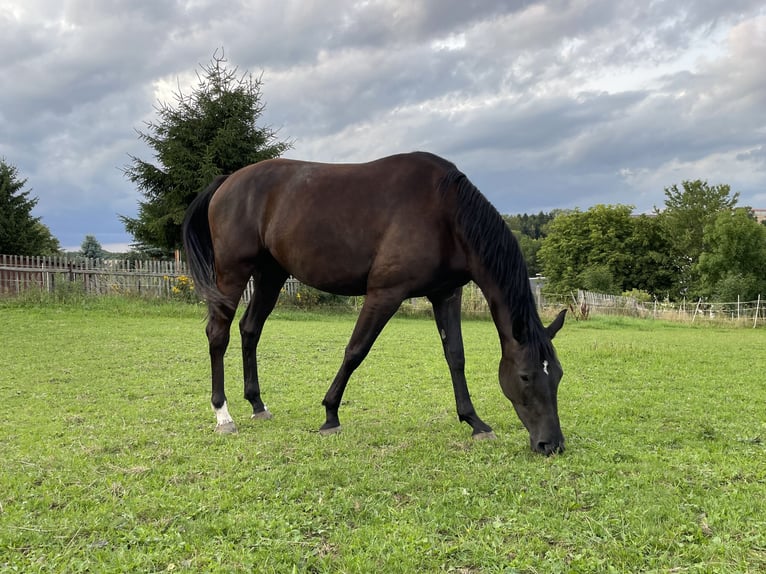 Cheval de sport allemand Jument 3 Ans 168 cm Bai brun foncé in Tanna