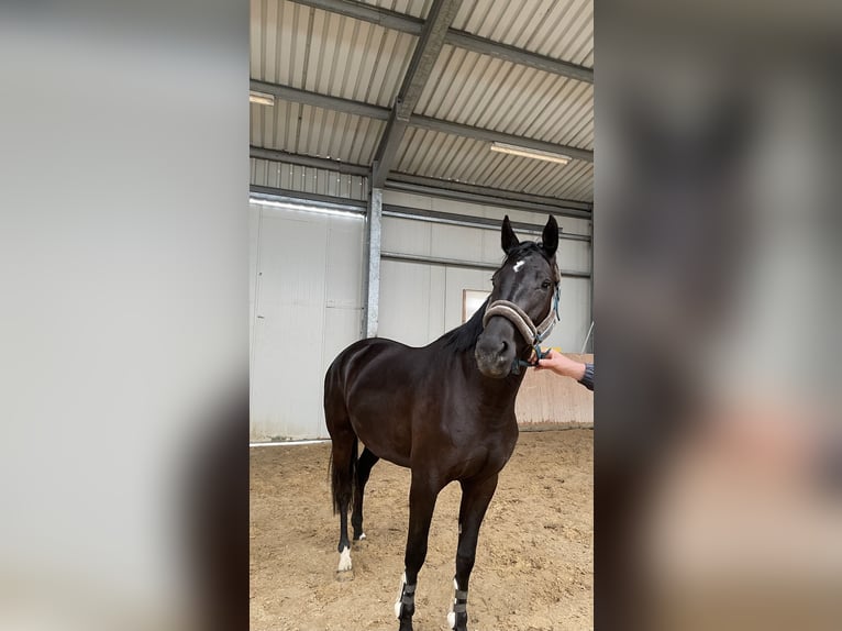 Cheval de sport allemand Jument 3 Ans 168 cm Bai brun foncé in Tanna