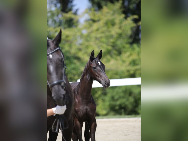 Cheval de sport allemand Jument 3 Ans 168 cm Bai brun foncé in Tanna