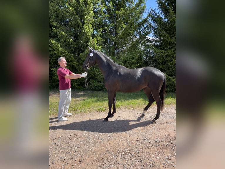 Cheval de sport allemand Jument 3 Ans 168 cm Bai brun foncé in Tanna