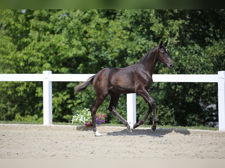 Cheval de sport allemand Jument 3 Ans 168 cm Bai brun foncé in Tanna