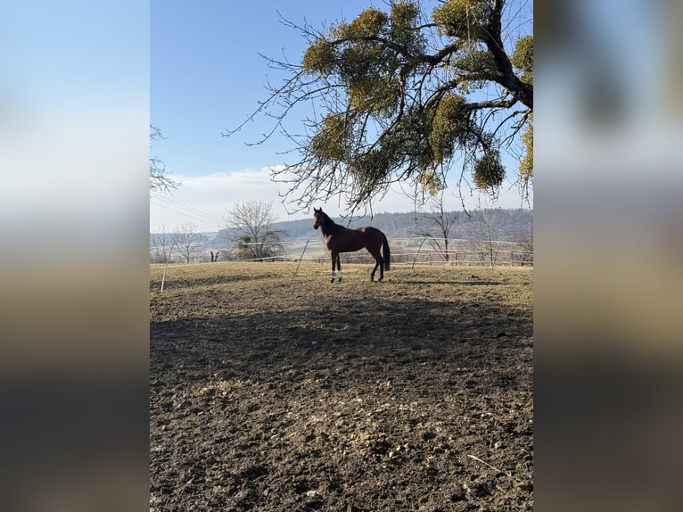 Cheval de sport allemand Jument 3 Ans 168 cm Bai in Balingen