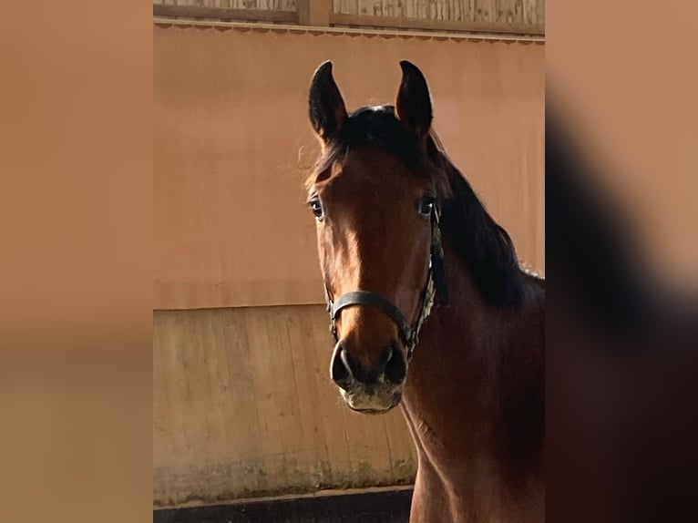 Cheval de sport allemand Jument 3 Ans 168 cm Bai in Balingen