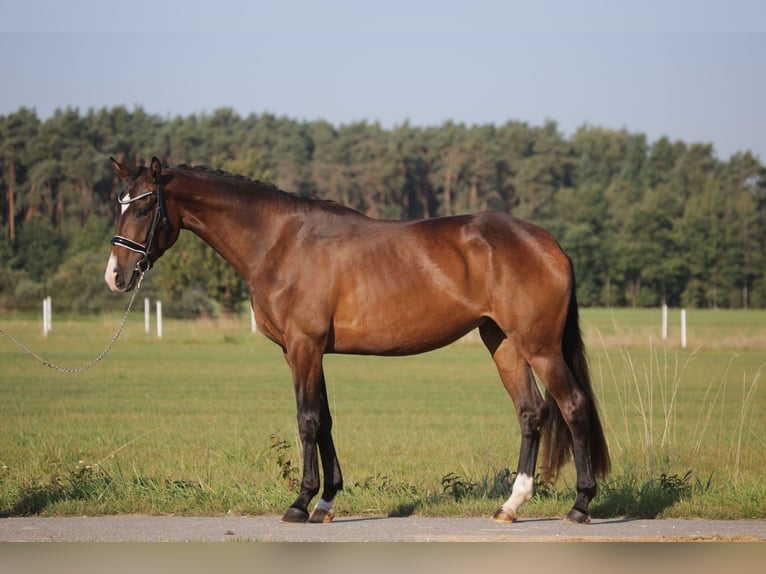 Cheval de sport allemand Jument 3 Ans 168 cm Bai in Wilhermsdorf