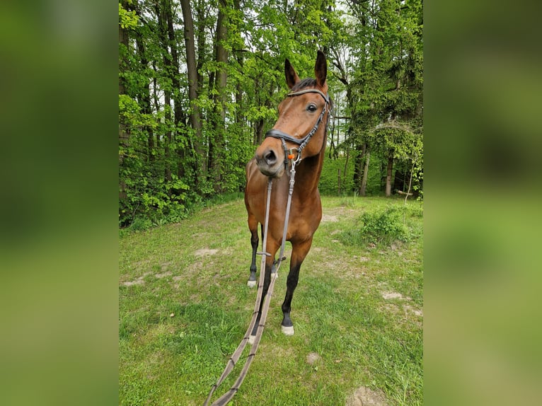 Cheval de sport allemand Jument 3 Ans 168 cm Bai in Herrnhut