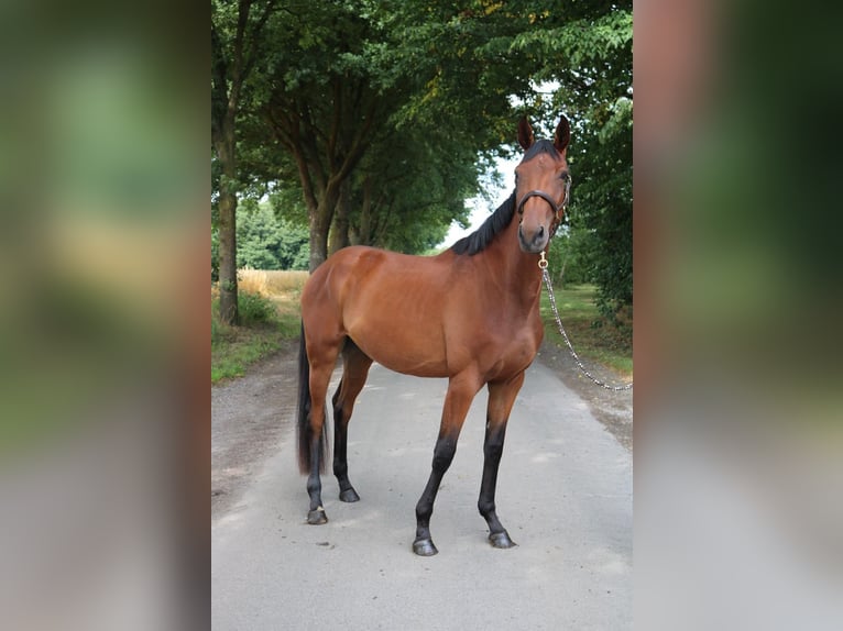 Cheval de sport allemand Jument 3 Ans 168 cm Bai in L&#xFC;dinghausen