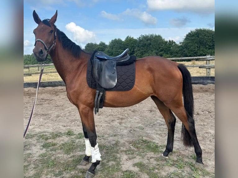 Cheval de sport allemand Jument 3 Ans 168 cm Bai in L&#xFC;dinghausen