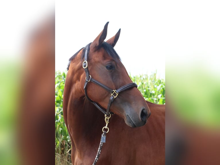 Cheval de sport allemand Jument 3 Ans 168 cm Bai in L&#xFC;dinghausen