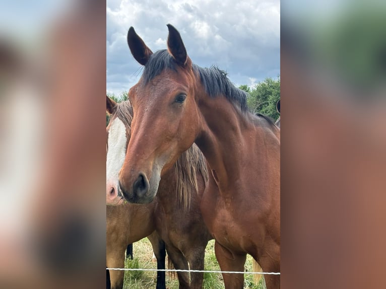 Cheval de sport allemand Jument 3 Ans 168 cm Bai in L&#xFC;dinghausen