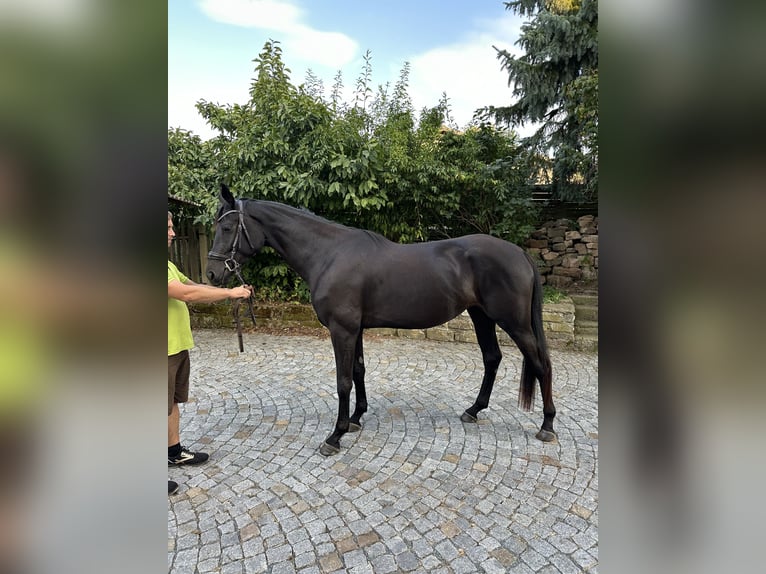 Cheval de sport allemand Jument 3 Ans 168 cm Noir in Renthendorf