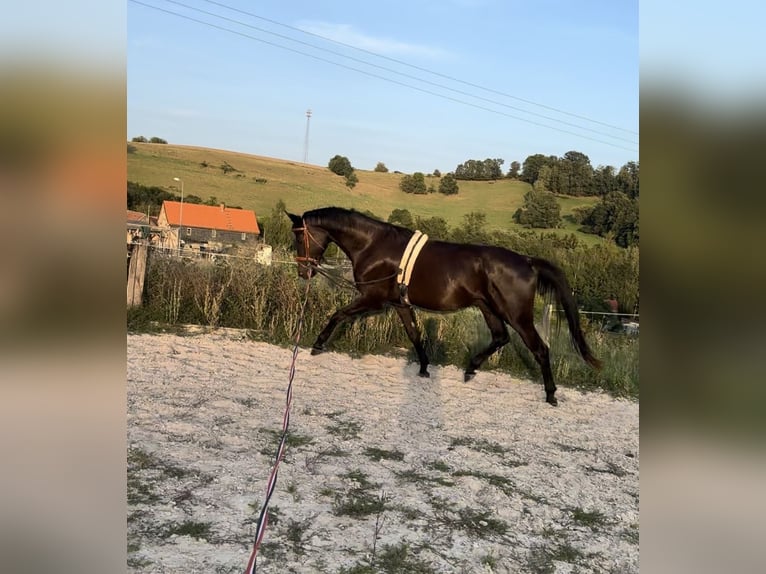 Cheval de sport allemand Jument 3 Ans 168 cm Noir in Renthendorf