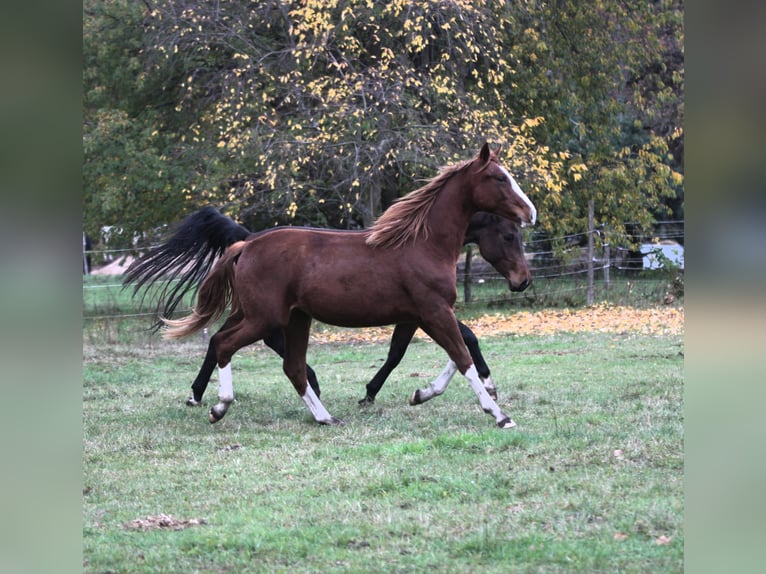 Cheval de sport allemand Jument 3 Ans 170 cm Alezan brûlé in Wandlitz