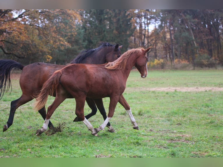 Cheval de sport allemand Jument 3 Ans 170 cm Alezan brûlé in Wandlitz