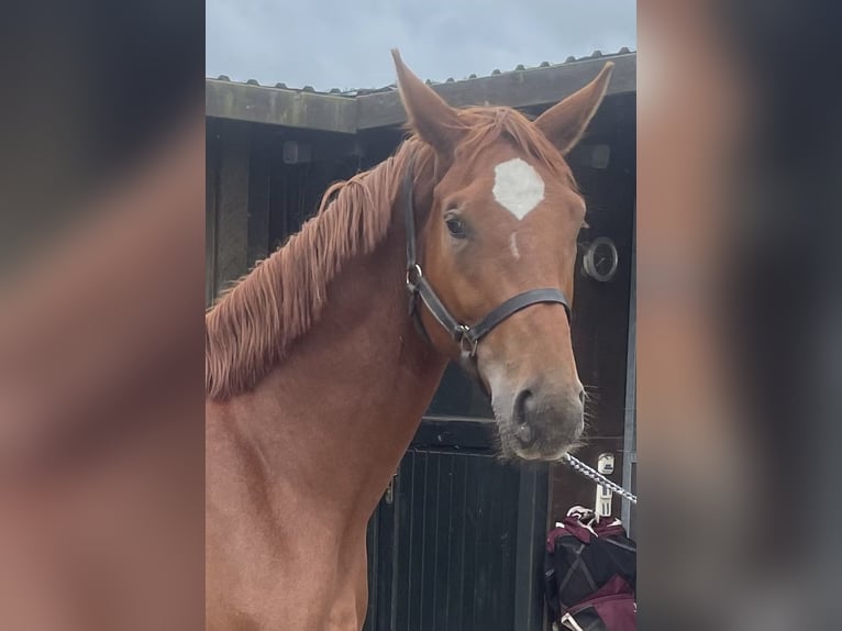 Cheval de sport allemand Jument 3 Ans 170 cm Alezan in Nassenheide