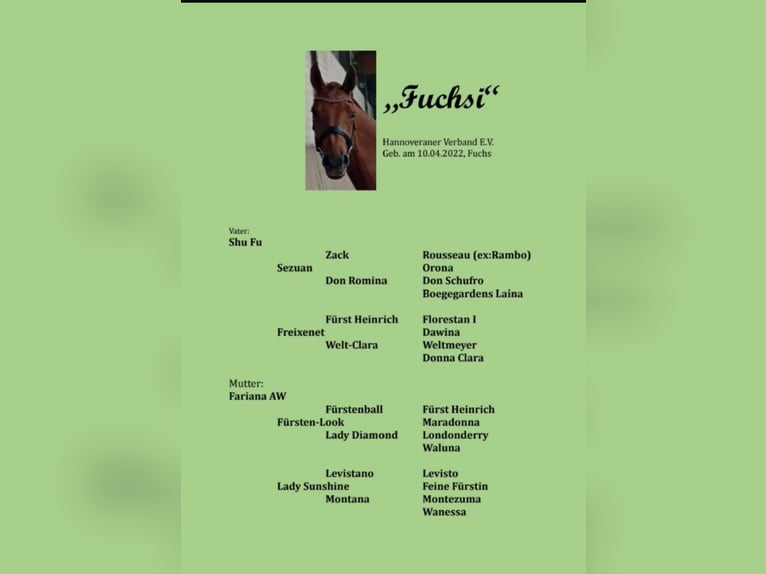 Cheval de sport allemand Jument 3 Ans 170 cm Alezan in Perleberg