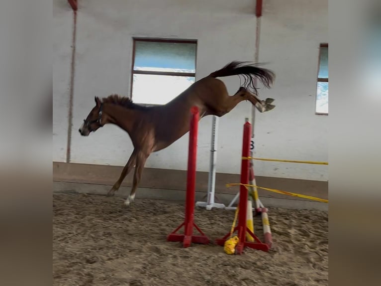 Cheval de sport allemand Jument 3 Ans 170 cm Alezan in Gyula