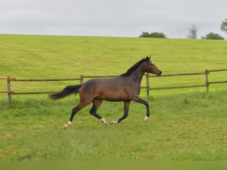 Cheval de sport allemand Jument 3 Ans 170 cm Bai brun in Radevormwald