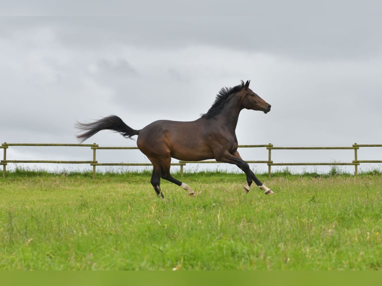 Cheval de sport allemand Jument 3 Ans 170 cm Bai brun in Radevormwald