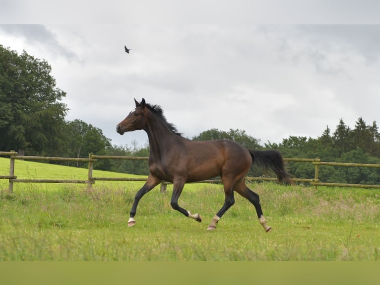 Cheval de sport allemand Jument 3 Ans 170 cm Bai brun in Radevormwald