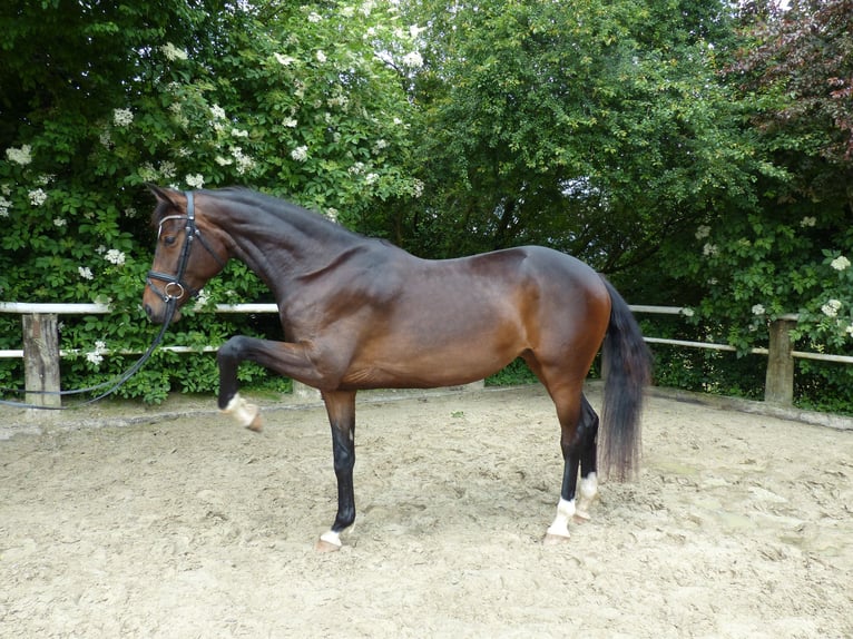 Cheval de sport allemand Jument 3 Ans 170 cm Bai brun in Radevormwald