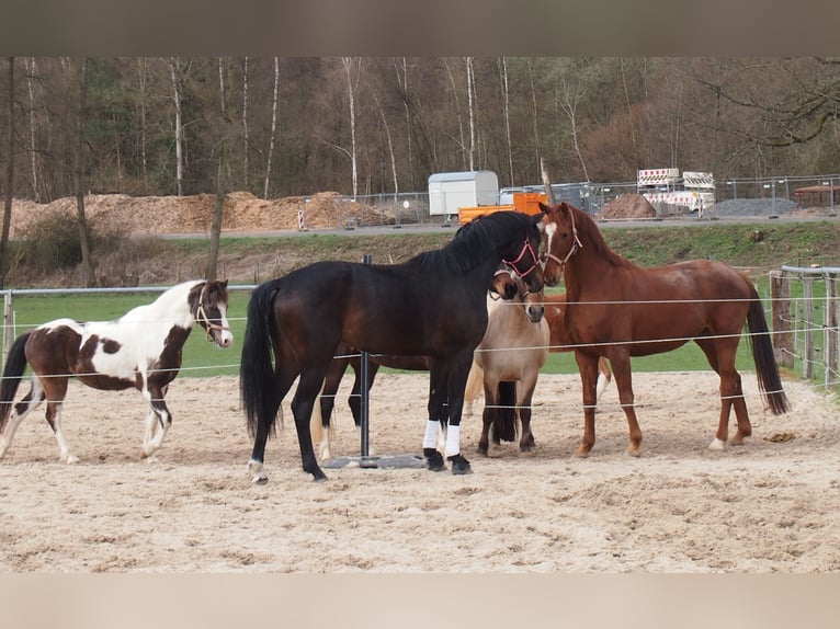 Cheval de sport allemand Jument 3 Ans 170 cm Bai brun foncé in Kirchheim