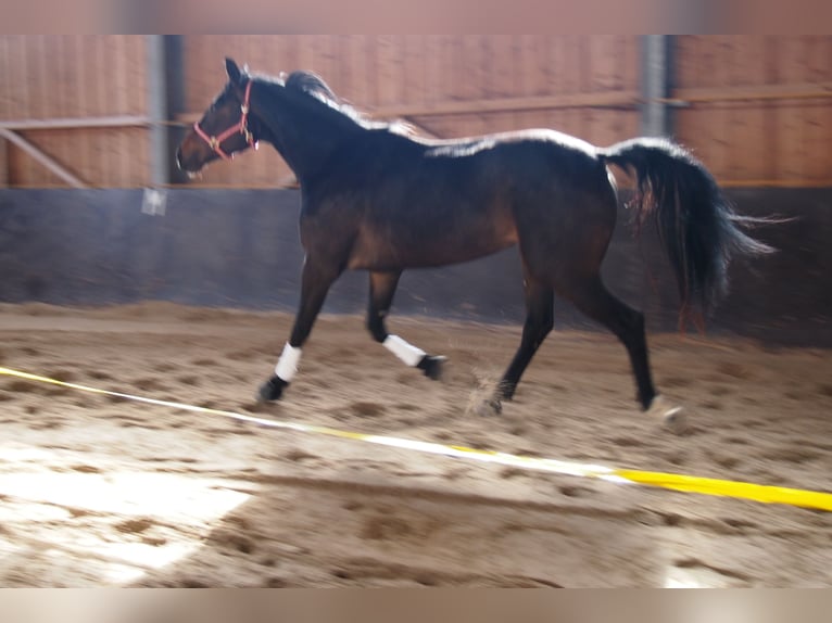 Cheval de sport allemand Jument 3 Ans 170 cm Bai brun foncé in Kirchheim