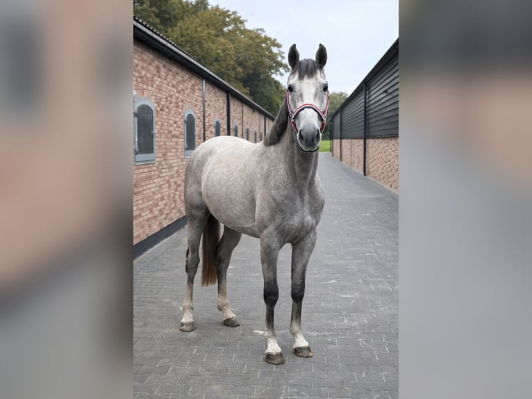 Cheval de sport allemand Jument 3 Ans 170 cm Isabelle in Kunszentmárton