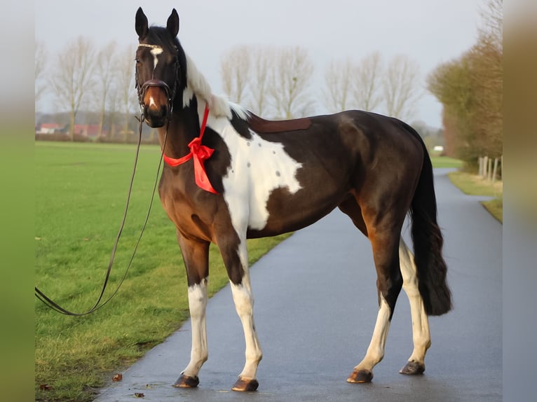 Cheval de sport allemand Jument 3 Ans 170 cm Pinto in Groß Roge