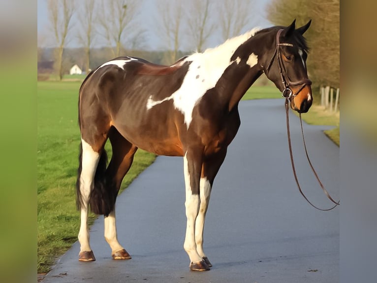 Cheval de sport allemand Jument 3 Ans 170 cm Pinto in Groß Roge